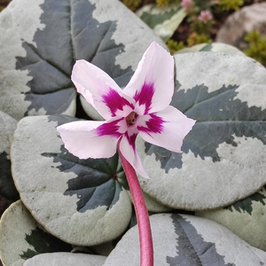Cyclamen coum 'Xmas Leaf White'